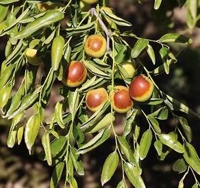 陕西大荔冬枣新鲜水果整箱当季大枣枣子甜脆鲜枣